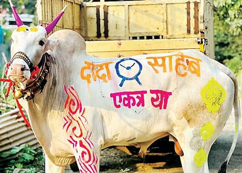 दादा-साहेब एकत्र या..! बैलांवर रंगविलेल्या संदेशाने वेधले लक्ष