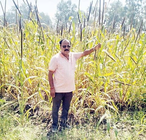 कौतुकास्पद ! एक एकर बाजरीचे पीक त्यांनी ठेवले पक्ष्यांसाठी राखून