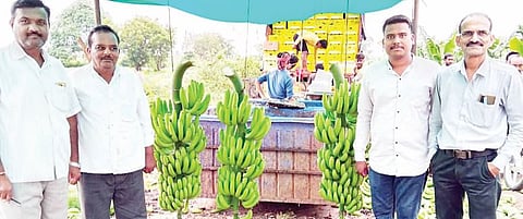 केळीला मिळतोय प्रतिकिलोस उच्चांकी दर