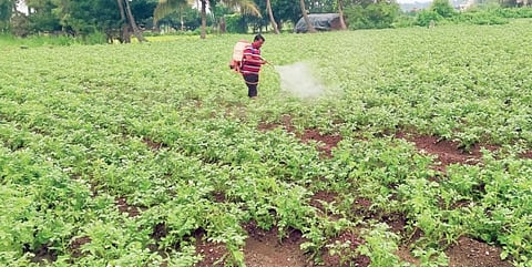 बटाट्यावर लाल कोळी, करपा रोगांचा प्रादुर्भाव