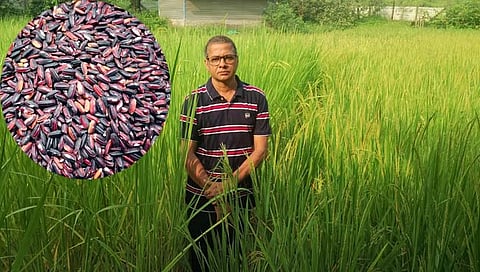 Black Rice: आरोग्यदायी ‘ब्लॅक राईस’चे गुळसुंदे येथे यशस्वी उत्पादन