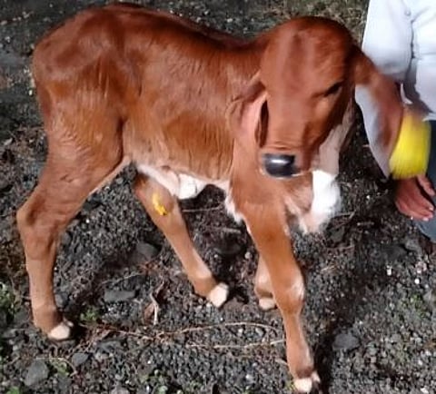 भ्रूण प्रत्यारोपणाद्वारे जन्माला आले ब्राझिलीयन गिर जातीचे वासरू