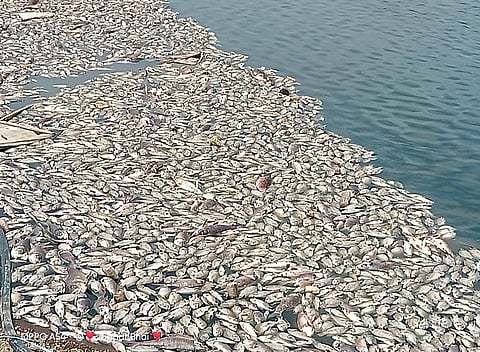 रावणगाव : प्रदूषित पाण्यामुळे माशांची मरणयात्रा