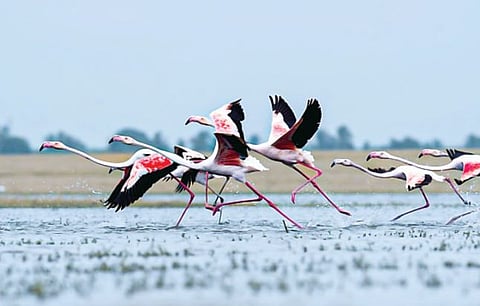 फ्लेमिंगोंचा मुक्काम तब्बल अडीच महिन्यांनी लांबला