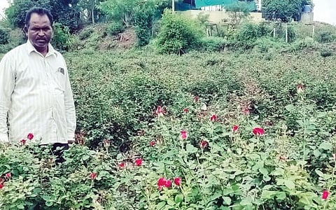 दहा एकर क्षेत्रावर फुलवली गुलाबाची फुलशेती ; कुटुंबाला दिला आर्थिक सुगंध