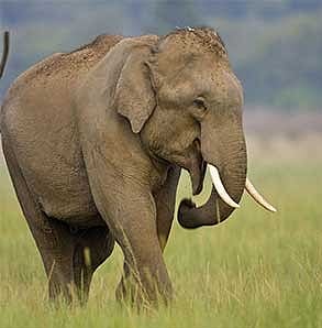 Asian elephants :राज्यात बोटावर मोजण्याइतकेच आशियाई हत्ती