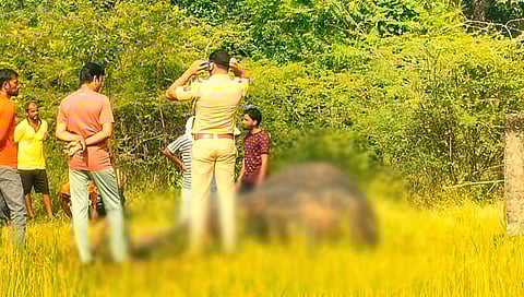 हत्तीचा मृत्यू