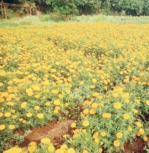 Pune News : शिवगंगा खोर्यातील फूल उत्पादक शेतकरी अडचणीत