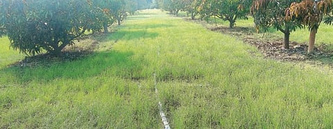 Pune : दूध संघाच्या शीतकरण केंद्रात गुपचूप कांदा रोपांची लागवड