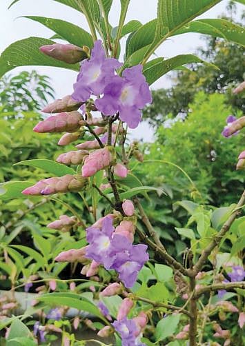 सात वर्षांतून एकदाच येणारी कारवी फुलली
