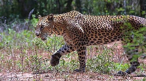 Leopard News : बिबट्याच्या हल्ल्यात तिघेजण जखमी; लांडेवाडी येथील घटना