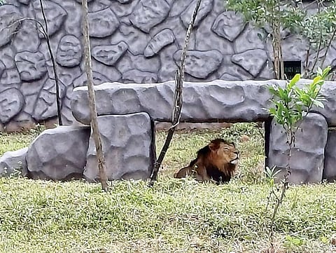 Pune News : जंगलचा राजा फोडतोय 24 तास डरकाळ्या!