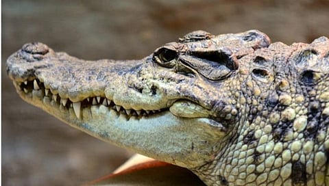 Mumbai News : ‘ती’ मगर प्राणी संग्रहालयातीलच; सीसीटीव्हीमध्ये उघड