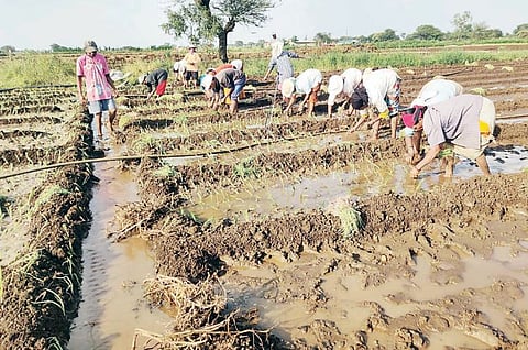 Pune News : सातगाव पठार भागात कांदा लागवड सुरू