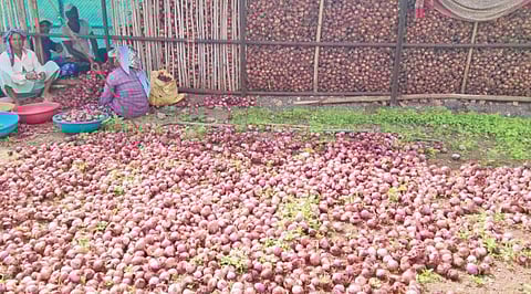 Pune News : सततच्या पावसाचा कांद्याला फटका ; सडू लागल्याने बाजारपेठेत पाठविण्याची लगबग