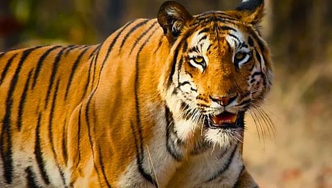 Sahyadri Tiger Reserve : ‘सह्याद्री’त घुमणार वाघांची डरकाळी! पुढील वर्षी अन्य जंगलातून होणार वाघोबांची ‘आयात’