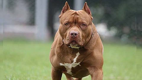 पिटबुलचा तरूणावर जीवघेणा हल्ला
