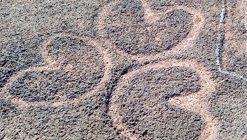 रत्नागिरी : वाडाजूनच्या सड्यावर 30 कातळशिल्पांचा खजिना!