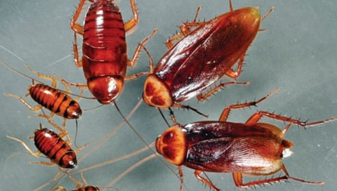 अंतराळात झुरळाच्या पिल्लांचा झाला होता जन्म!