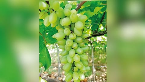 सांगली : हाता-तोंडाशी आलेला घास अवकाळीने रात्रीत हिरावला