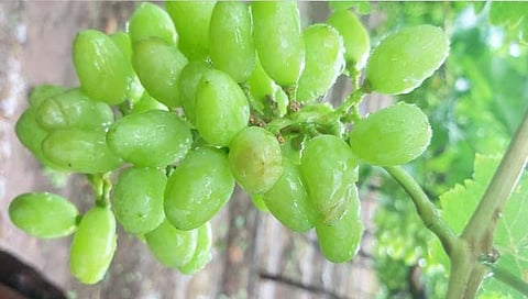 नाशिक: निफाड तालुक्यात जोरदार गारपीट: द्राक्षबागांचे मोठे नुकसान