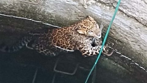 नाशिक: पाळे खुर्द येथे विहिरीत पडलेला बिबट्या पिंजऱ्यात जेरबंद