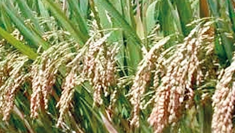 रत्नागिरी : भाताच्या वाणावर फिलिपाईन्समध्ये जाऊन संशोधन करण्याची संधी