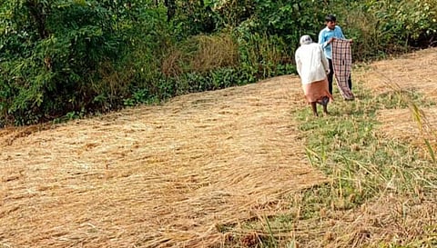 ठाणे: मुरबाड तालुक्याला अवकाळीचा तडाखा; भात पिकाचे नुकसान