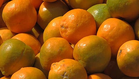 ‘संत्रा प्रक्रिया उभारण्याचे स्वागतच मात्र, आयात शुल्क कमी करा!’