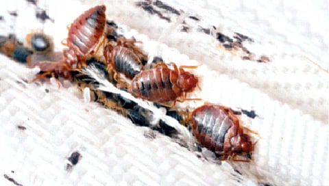 दक्षिण कोरियात ढेकणांचा उच्छाद; नागरिकांच्या उद्रेक, अधिकार्यांना ढेकणांशी दोन हात करण्याची वेळ