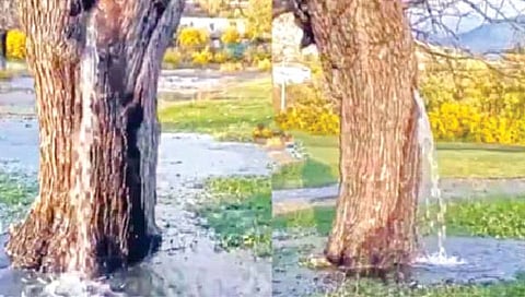 New York : गेल्या वीस वर्षांपासून ‘या’ झाडातून येत आहे पाणी!