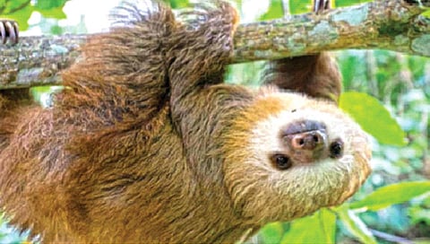 सर्वात आळशी प्राणी!