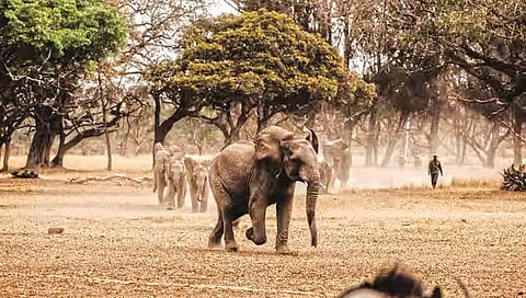 हत्तीही एकमेकांना विशिष्ट नावाने ओळखतात?