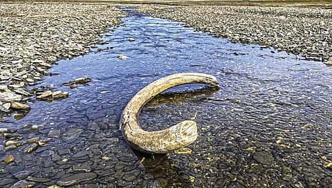 तब्बल एक लाख वर्षांपूर्वीच्या मॅमथचा दात