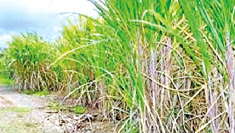 सातारा : जिल्ह्यात कारखान्यांकडून एफआरपीला कोलदांडा