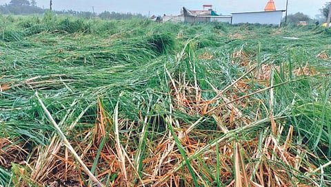 अवकाळी पाऊस