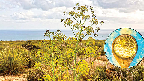 जेवणाचा स्वाद वाढवणारा हिंग आला कुठून?