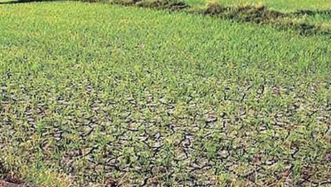 हातकणंगले, गडहिंग्लज तालुक्यांत दुष्काळ जाहीर