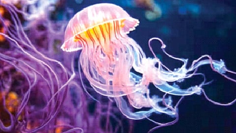 World Jellyfish Day