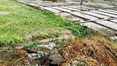 33 टक्के नुकसान झालेल्या शेतकर्यांनाच भरपाई; राज्य मंत्रिमंडळाचा निर्णय