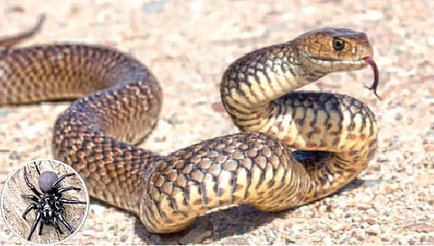 ऑस्ट्रेलियात इतके विषारी जीव का आहेत?