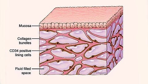 शरीरातील सर्वात मोठा अवयव