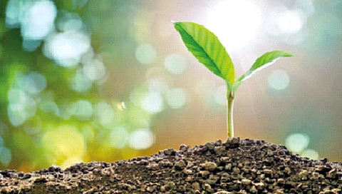 पर्यावरणस्नेही शेतीसाठी नावीन्यपूर्ण नॅनो खते