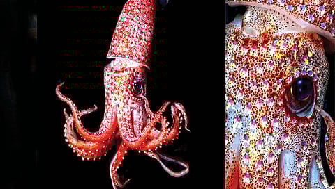 हिरेजडीत दागिन्यासारखा चकाकणारा स्क्वीड