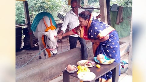 खिलार गायीचे डोहाळे जेवण