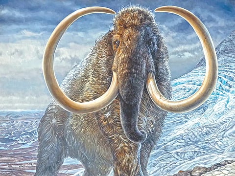 वुली मॅमथ पुन्हा होणार जिवंत?