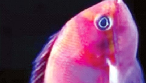 क्षणार्धात ‘इंद्रधनुषी’ रंगांची उधळण करणारा मासा!