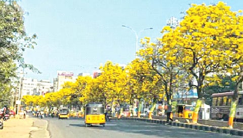 दुभाजकांवर रोपे का लावतात?