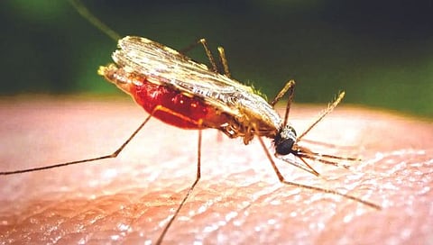 आता ‘हा’ साबण लढणार मलेरियाच्या डासांशी