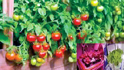 चीनने अंतराळात घेतले टोमॅटो, लेट्यूसचे उत्पादन